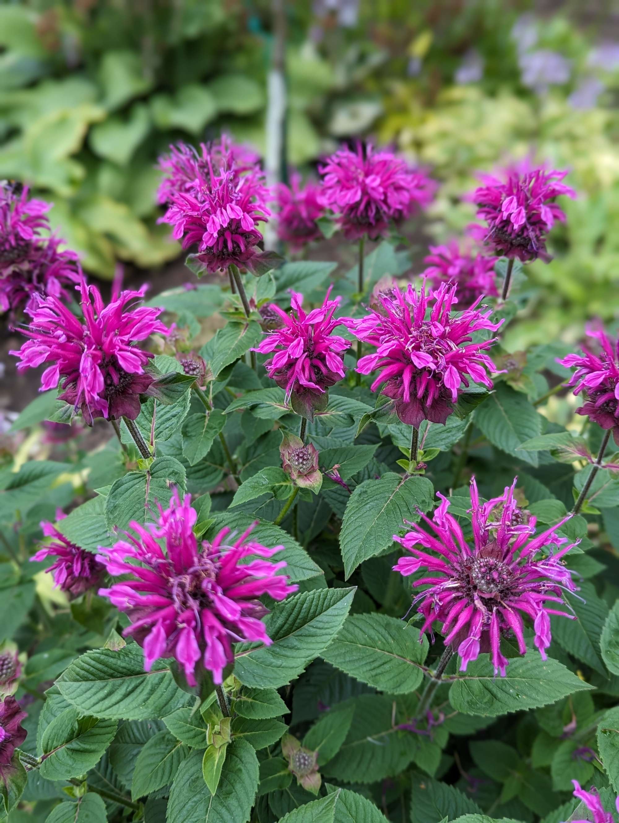 Hästmynta 'Bee Happy'